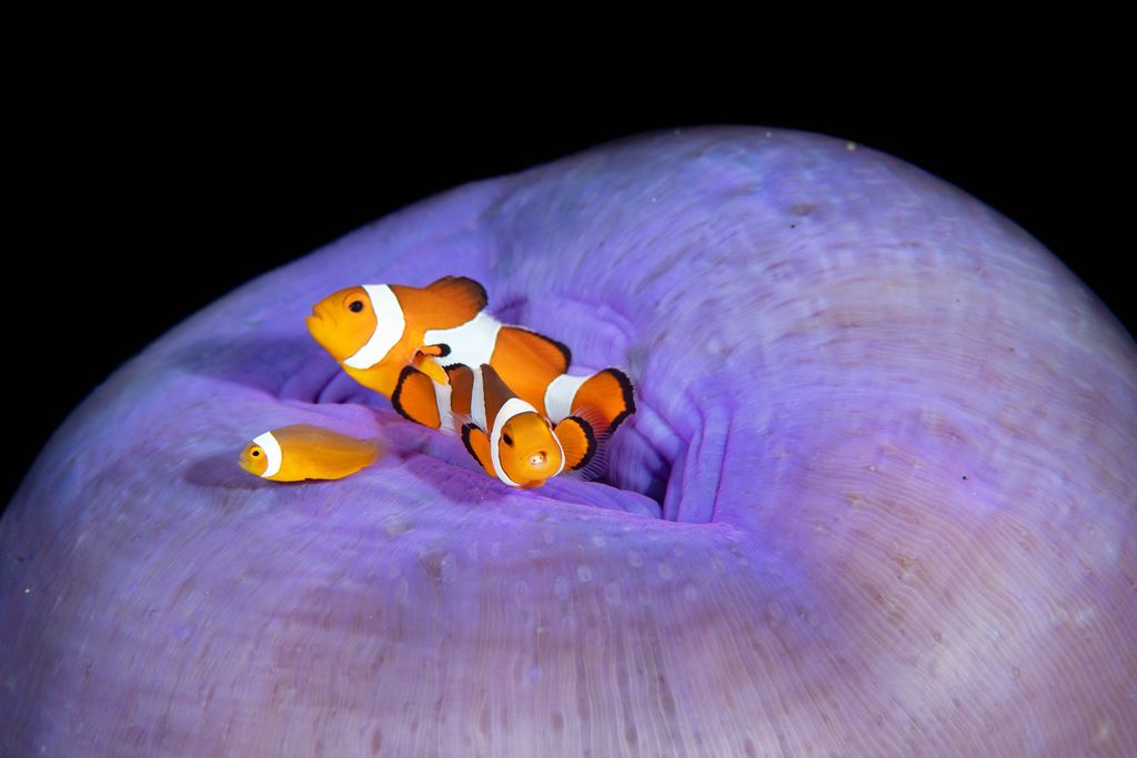 poisson clown